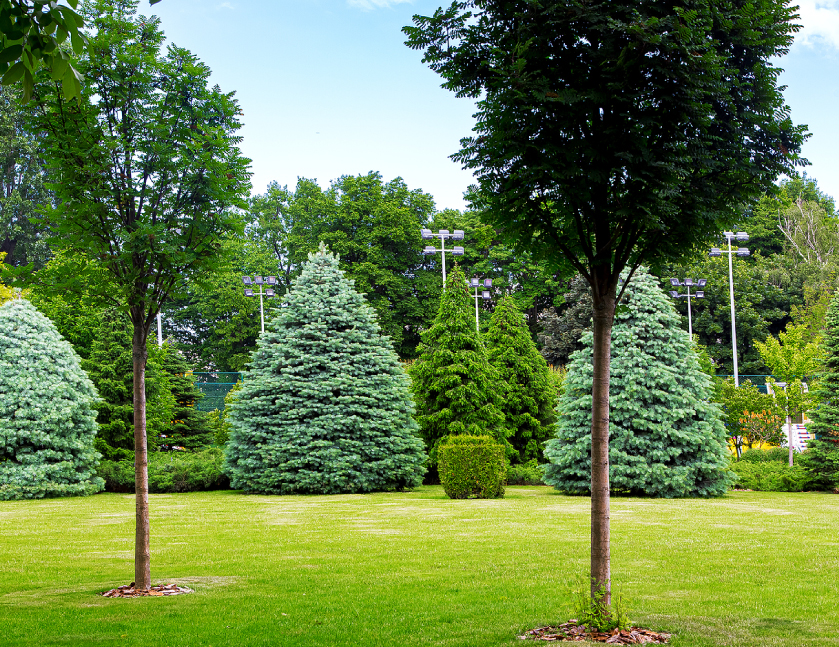 Landscape Maintenance Services in Cincinnati